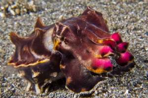 Flamboyant Cuttlefish by Lance Teo 